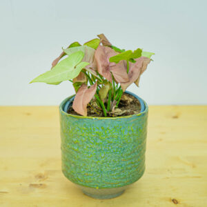 Syngonium neon robusta