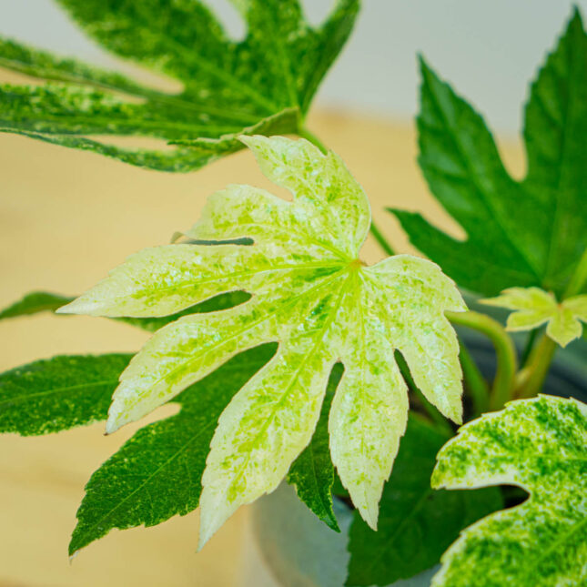 Mała Szklarnia Mała Szklarnia