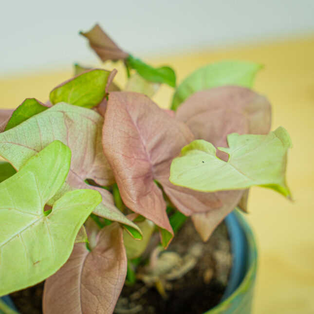 Mała Szklarnia Mała Szklarnia