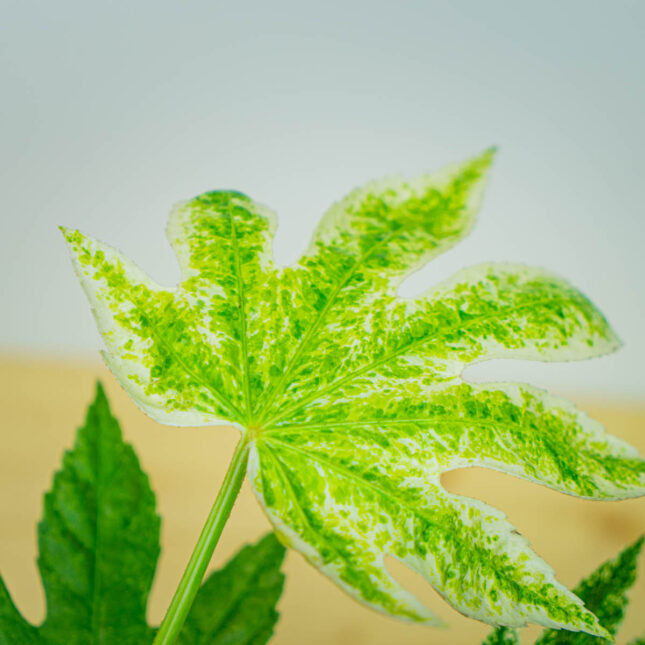 Mała Szklarnia Mała Szklarnia