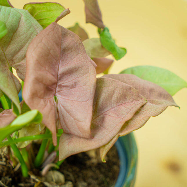 Mała Szklarnia Mała Szklarnia