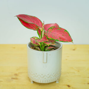 Aglaonema red master