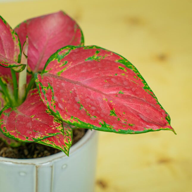 Mała Szklarnia Mała Szklarnia