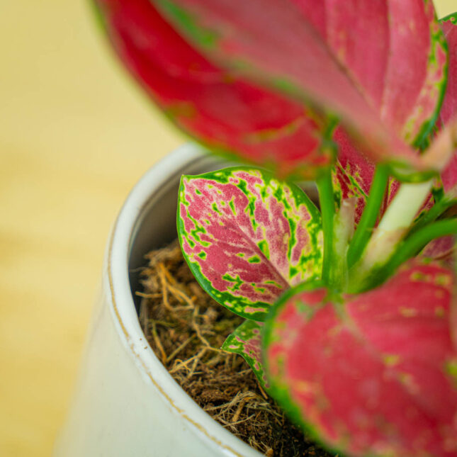 Mała Szklarnia Mała Szklarnia