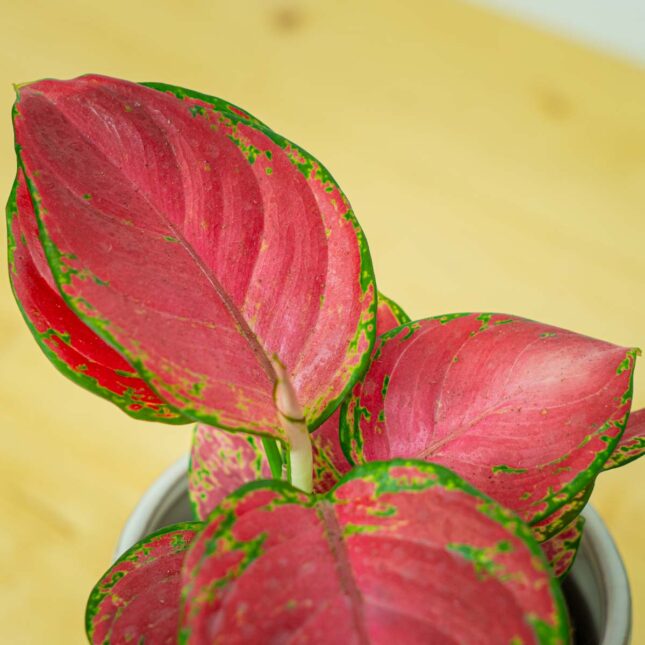 Mała Szklarnia Mała Szklarnia