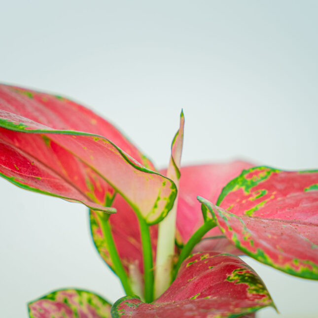 Mała Szklarnia Mała Szklarnia