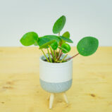 Zestaw: pilea peperomioides baby (pieniążek) w osłonce