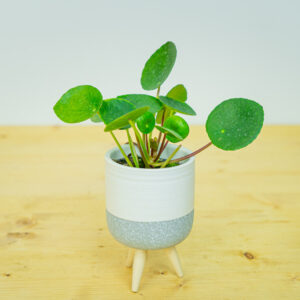 Zestaw: pilea peperomioides baby (pieniążek) w osłonce