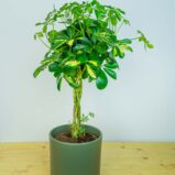 Szeflera arboricola gold capella (schefflera)