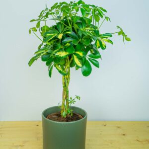 Szeflera arboricola gold capella (schefflera)