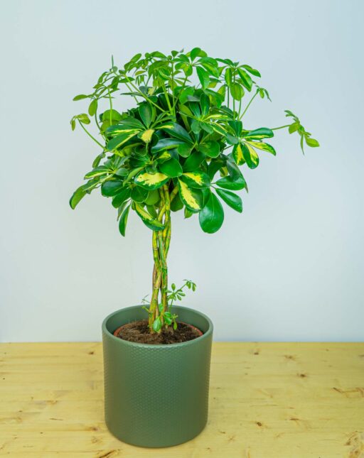 Szeflera arboricola gold capella (schefflera)