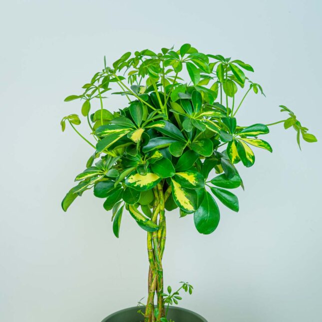 Mała Szklarnia Mała Szklarnia