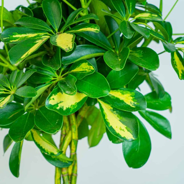 Mała Szklarnia Mała Szklarnia