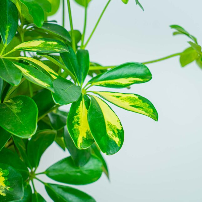 Mała Szklarnia Mała Szklarnia