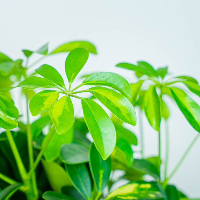 Mała Szklarnia Mała Szklarnia