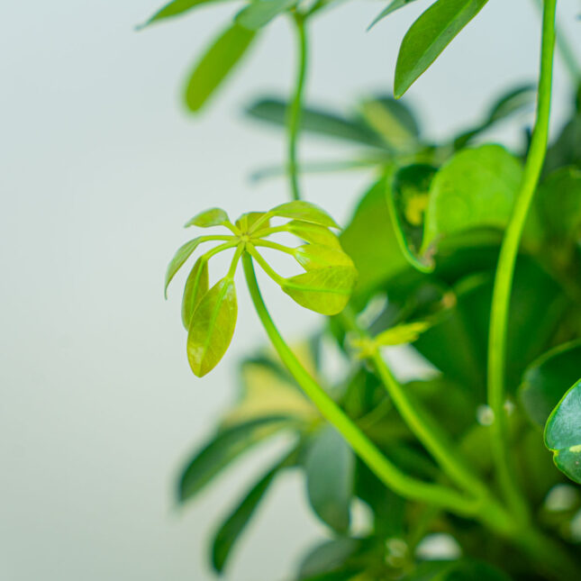 Mała Szklarnia Mała Szklarnia