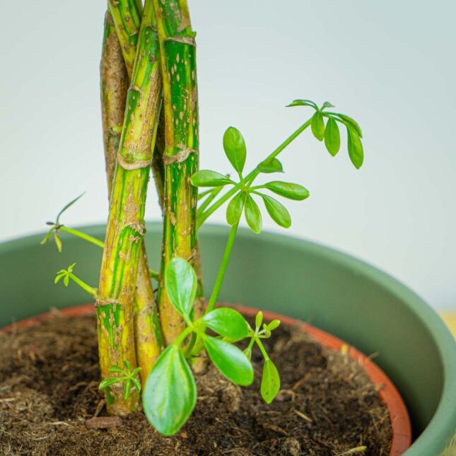 Mała Szklarnia Mała Szklarnia