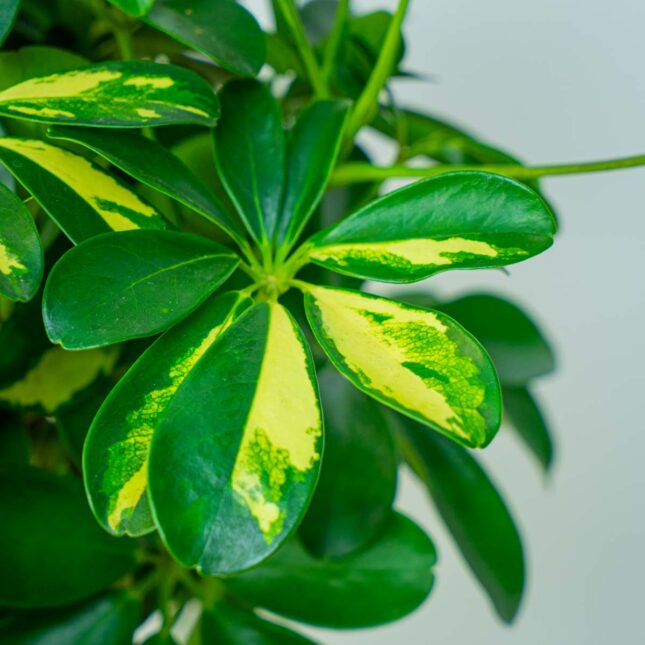 Mała Szklarnia Mała Szklarnia