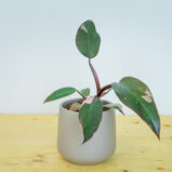 Philodendron pink princess