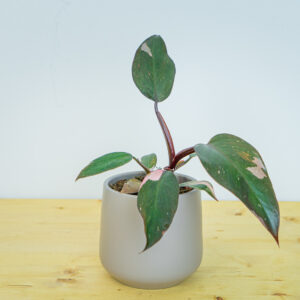Philodendron pink princess