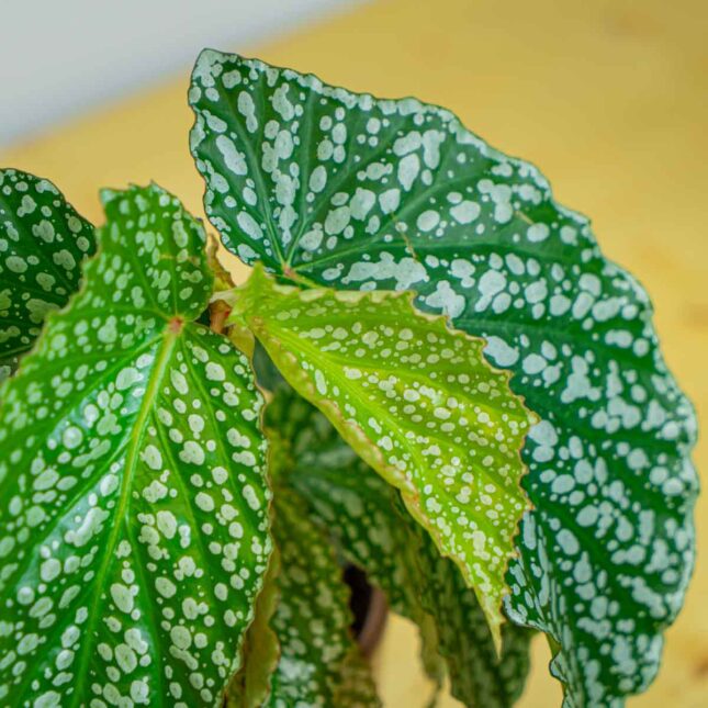 Mała Szklarnia Mała Szklarnia