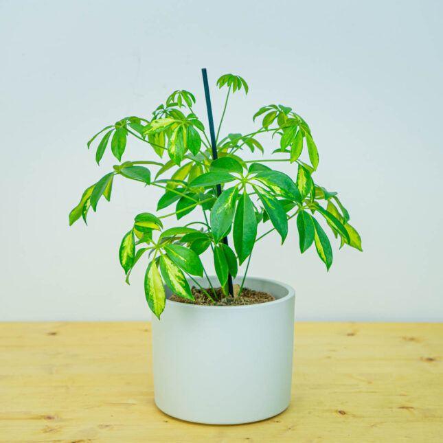 Szeflera 'gerda' (schefflera arboricola)