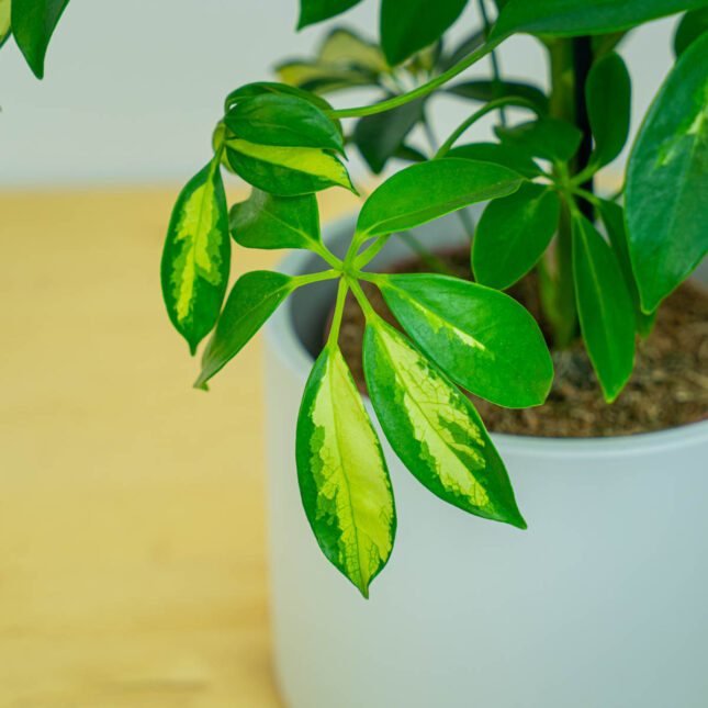 Mała Szklarnia Mała Szklarnia