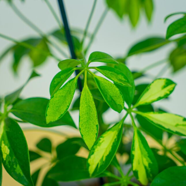 Mała Szklarnia Mała Szklarnia