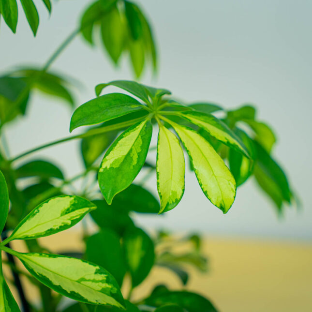 Mała Szklarnia Mała Szklarnia