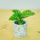 Calathea freddie baby