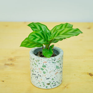 Calathea freddie baby