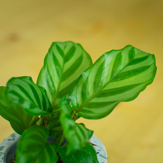 Mała Szklarnia Mała Szklarnia