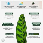 Calathea_lanciflia_min