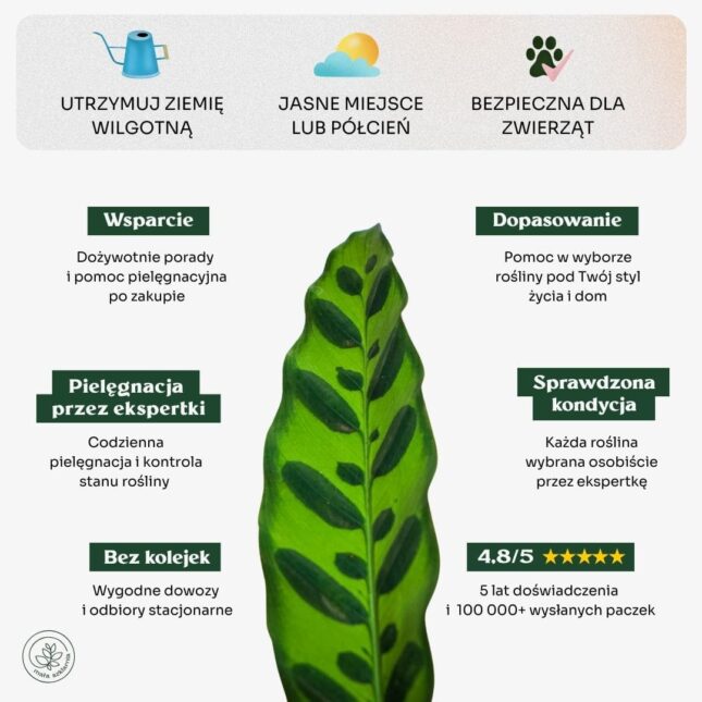 Calathea_lanciflia_min Calathea_lanciflia_min