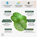 Calathea_orbifolia_min