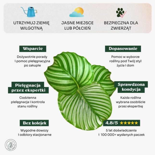 Calathea_orbifolia_min Calathea_orbifolia_min