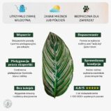 Calathea_sanderiana_min