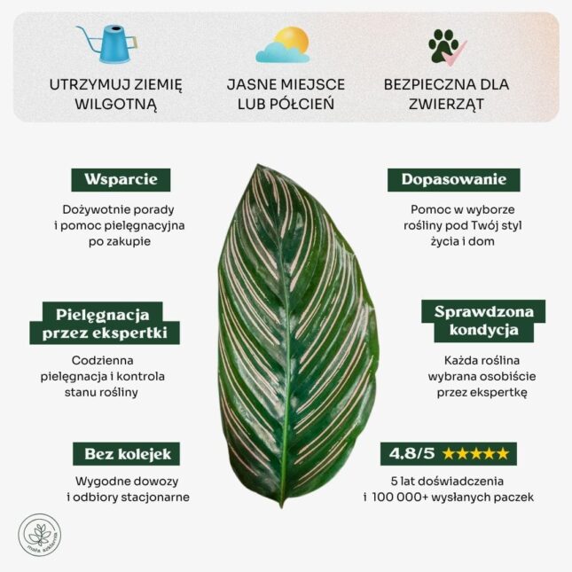 Calathea_sanderiana_min Calathea_sanderiana_min