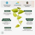 EPipremnum_golden_pothos_min