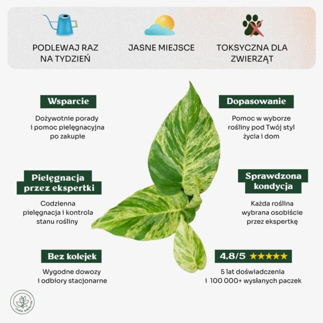 Epipremnum_marbe_queen_min Epipremnum_marbe_queen_min