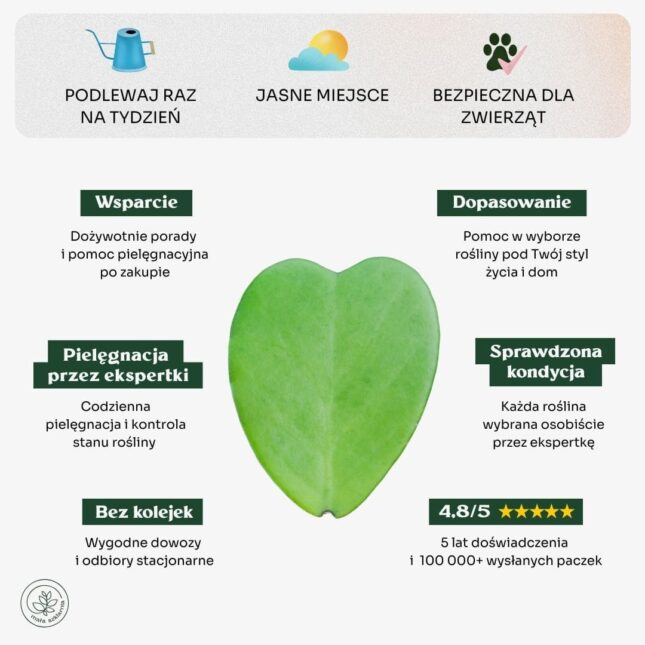 Hoya_kerrii_min Hoya_kerrii_min