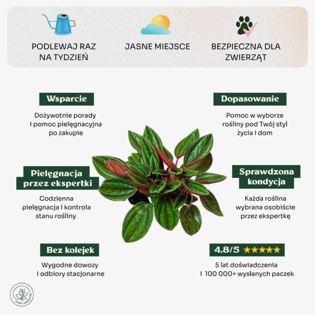 Peperomia_rosso_min Peperomia_rosso_min