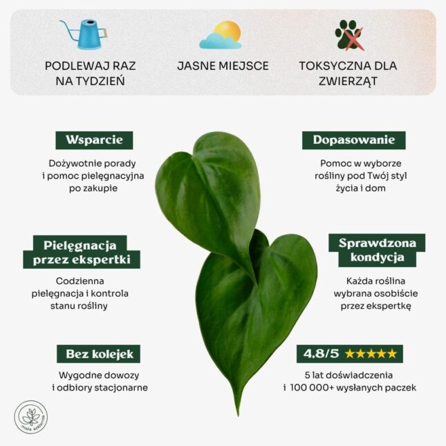 Philodendron_scandens_min Philodendron_scandens_min