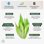 Sansevieria_moonshine_min