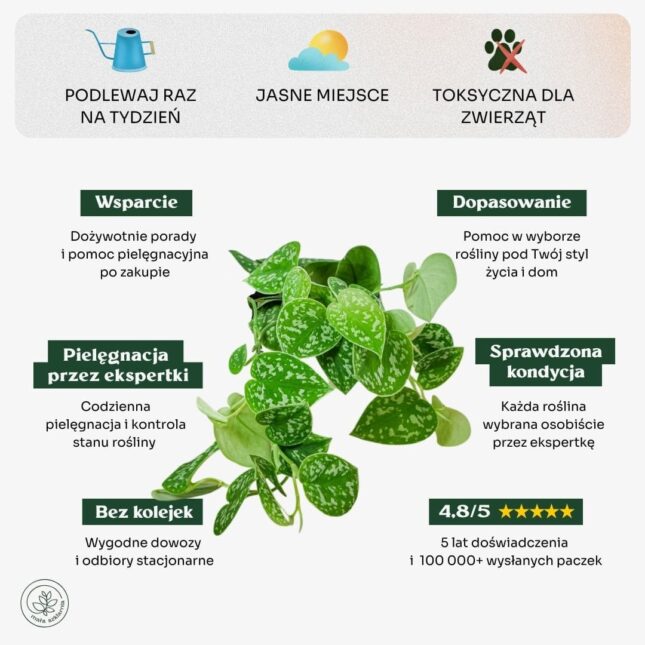 Scindapsus_argyreus_min Scindapsus_argyreus_min