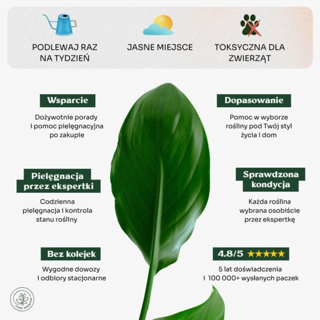 Strelicja_biala_min Strelicja_biala_min