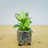 Philodendron birkin baby