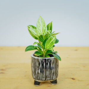 Philodendron birkin baby