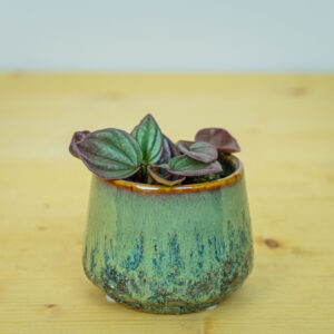 Peperomia caperata cayenne baby