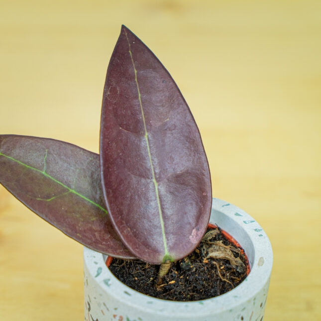 Mała Szklarnia Mała Szklarnia